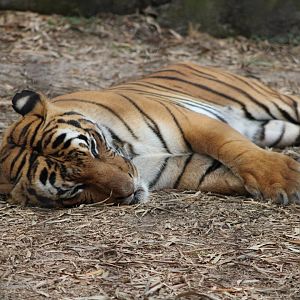 Malayan Tiger (P. t. tigris / “jacksoni”)