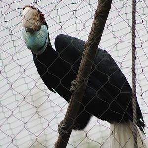 Wreathed Hornbill (Rhyticeros undulatus)