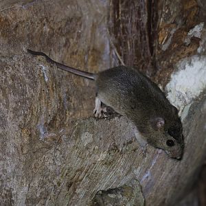 drylands vesper mouse (Calomys musculinus)