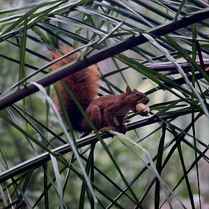 southern Amazon red squirrel (Sciurus spadiceus)
