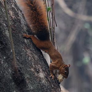 southern Amazon red squirrel (Sciurus spadiceus)