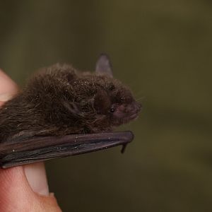Silver-tipped Myotis (Myotis albescens)
