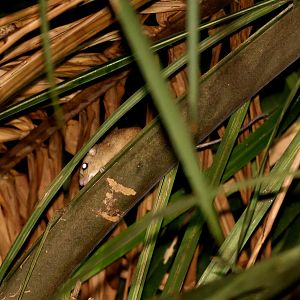 White-bellied Arboreal Rice Rat (Oecomys bicolor)