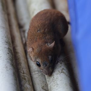 Gardner’s Climbing Rat (Rhipidomys gardneri)