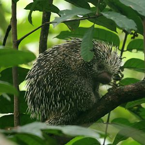 Long-tailed Porcupine (Coendou longicaudatus)