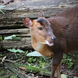 Taiwan muntjac (Muntiacus reevesi micrurus) (m)