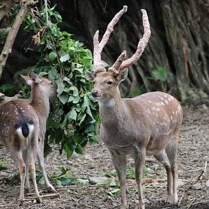 Taiwan sika deer
