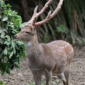 Taiwan sika deer (Cervus nippon taiouanus)