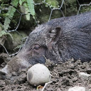 Taiwan wild boar (Sus scrofa taivanus)