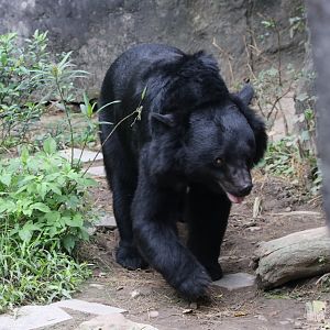 Asiatic Black Bear (Ursus thibetanus)