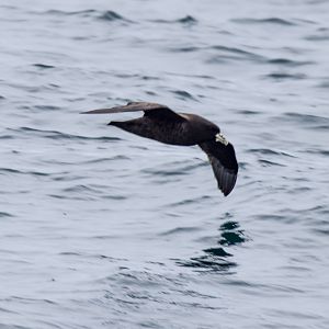 White-chinned Petrel