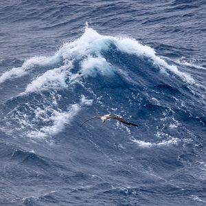Salvin's Albatross escaping huge wave