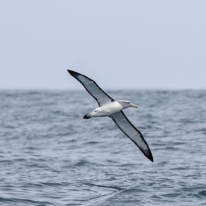 Salvin's Albatross