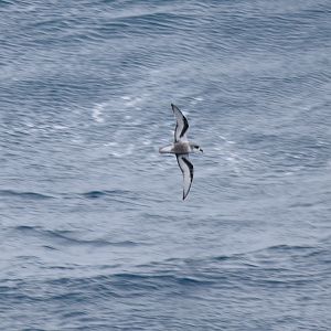 Mottled Petrel
