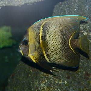 Cortez Angelfish (Pomacanthus zonipectus)