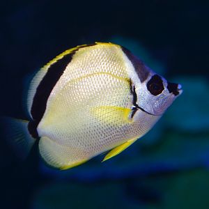Blacknosed Butterflyfish (Johnrandallia nigrirostris)