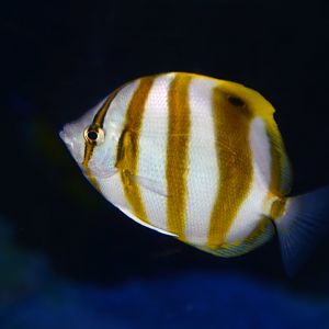 Sixspine Butterflyfish (Parachaetodon ocellatus)