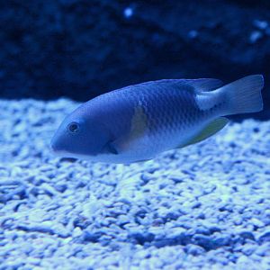 Orange-dotted Tuskfish (Choerodon anchorago)