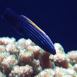 Yellowback Tubelip (Labropsis xanthonota)
