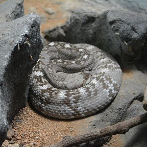 Unknown Rattlesnake - Reptilandia Reptile Lagoon