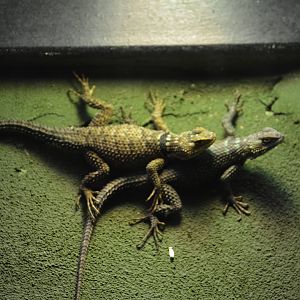 Unknown Lizard - Reptilandia Reptile Lagoon