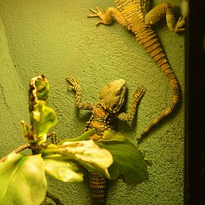 Unknown Lizard - Reptilandia Reptile Lagoon