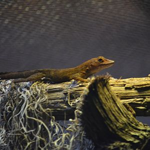 Unknown Anole - Reptilandia Reptile Lagoon