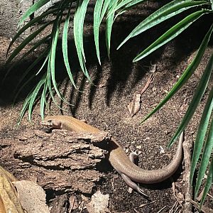 Unknown Skink - Reptilandia Reptile Lagoon