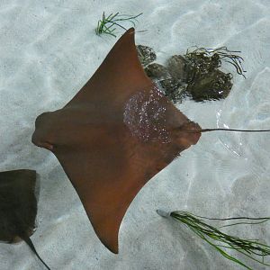 Flapnose ray