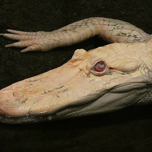 Claude the albino alligator