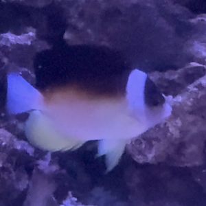 Abe’s angelfish