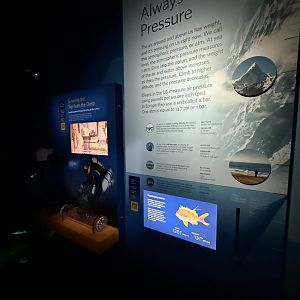 Fish decompression display