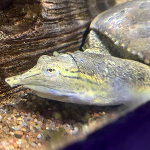 Spiny Softshell Turtle