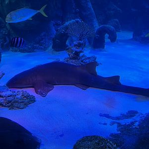 Nurse Shark