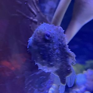 Pacific Spiny  Lumpsucker