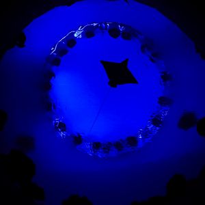 'The Reef' Oculus Window Nighttime (ft. an Eagle Ray)