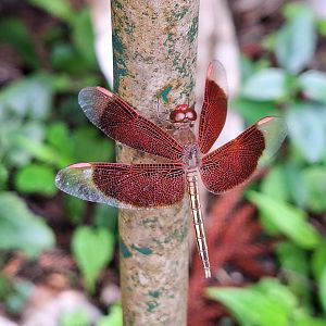 Painted Grasshawk (Neurothemis stigmatizans)