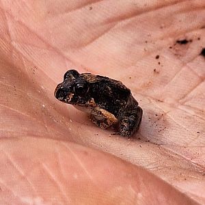 Ornate Burrowing Frog froglet (Platyplectrum ornatum)