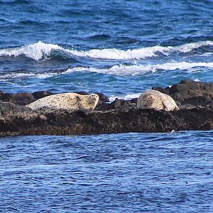 Spotted Seals (Phoca largha)