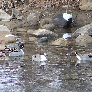 Pintails (Anas acuta)