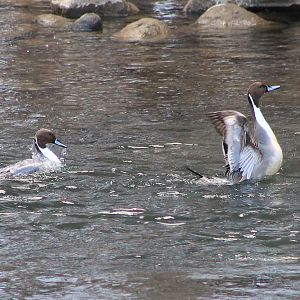 Pintails (Anas acuta)