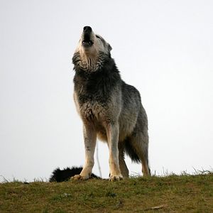 Canadian wolf (Canis lupus occidentalis)