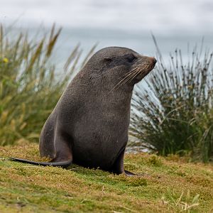 New Zealand Fur Seal