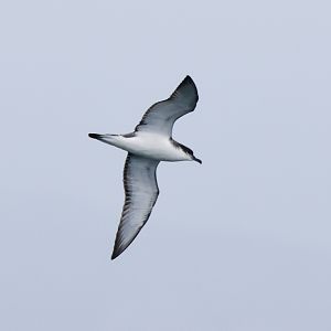 Buller's Shearwater