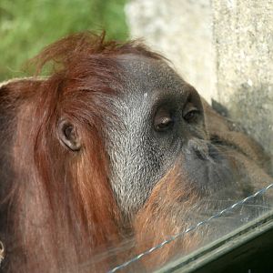 Manis, old hybrid orangutan (Pongo sp.)
