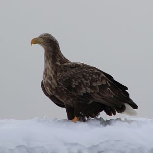 White-tailed Sea Eagle (Haliaeetus albicilla)