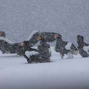 Steller's Sea Eagles (Haliaeetus pelagicus)