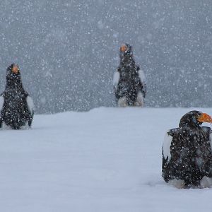 Steller's Sea Eagles (Haliaeetus pelagicus)