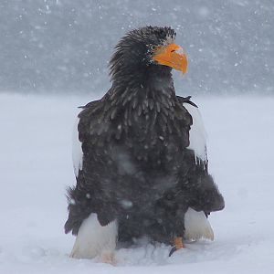 Steller's Sea Eagle (Haliaeetus pelagicus)