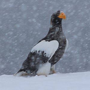 Steller's Sea Eagle (Haliaeetus pelagicus)